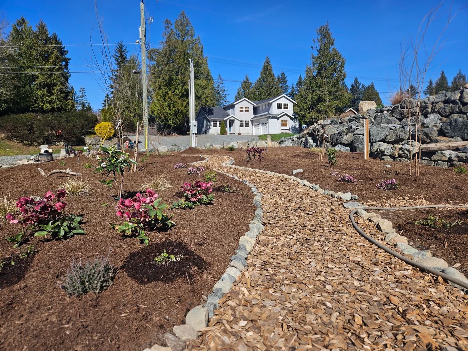 New garden bed with curved stone path and hellebore plantings in early spring
